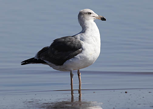 Yellow-footed gull
